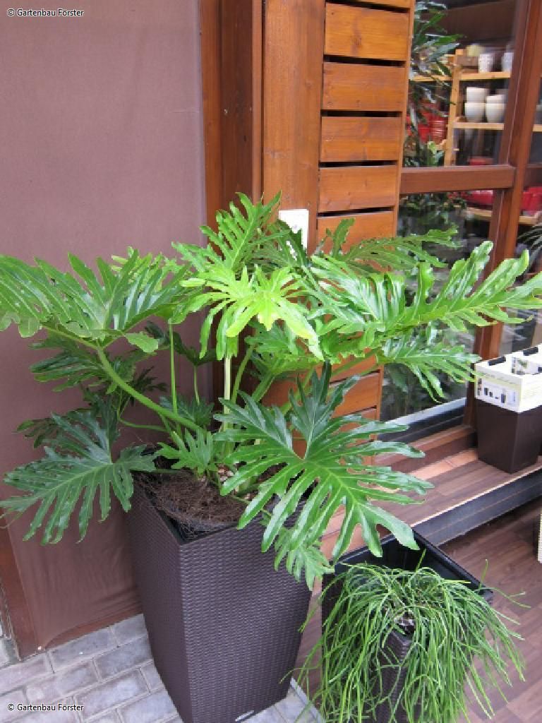 exotische Topfpflanze mit großen Blättern