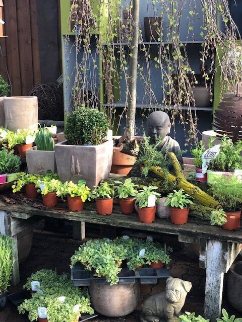 verschiedene Topfpflanzen sind auf einem Tisch ausgestellt