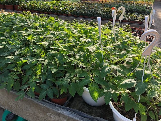 Grünpflanzen in Blumentöpfen