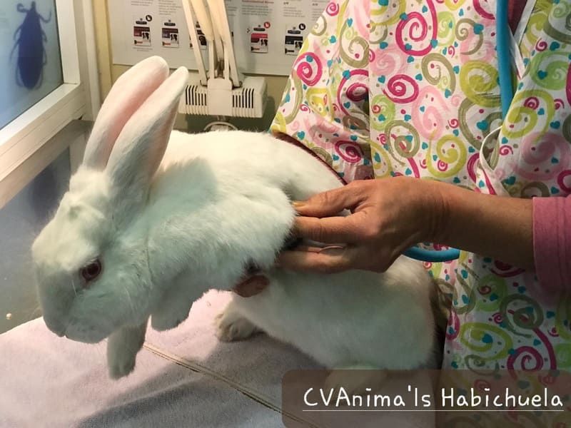 Un conejo blanco está siendo examinado por un veterinario.