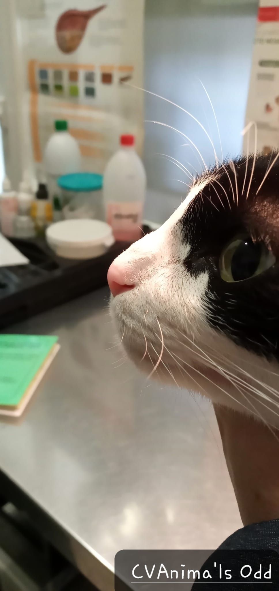 Un gato blanco y negro está mirando algo sobre una mesa.