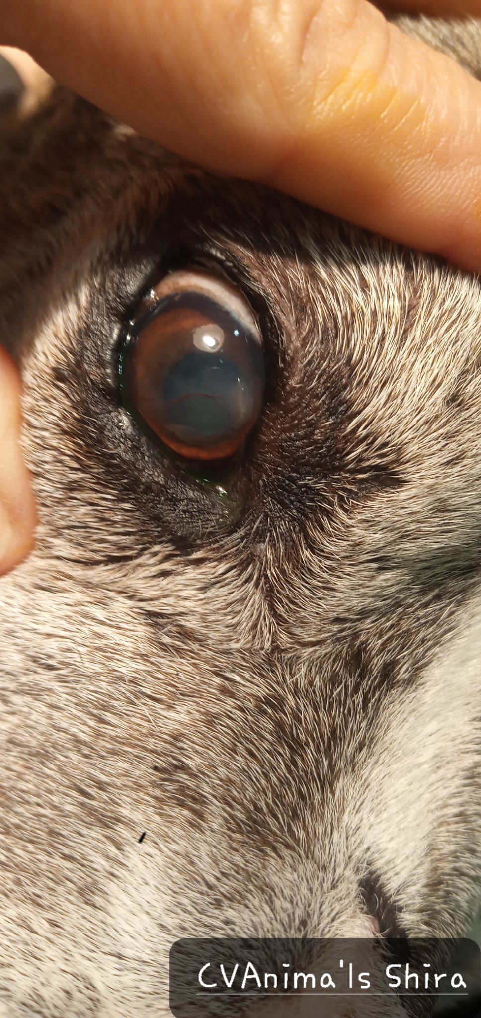 Un primer plano de la mano de una persona sosteniendo el ojo de un perro.