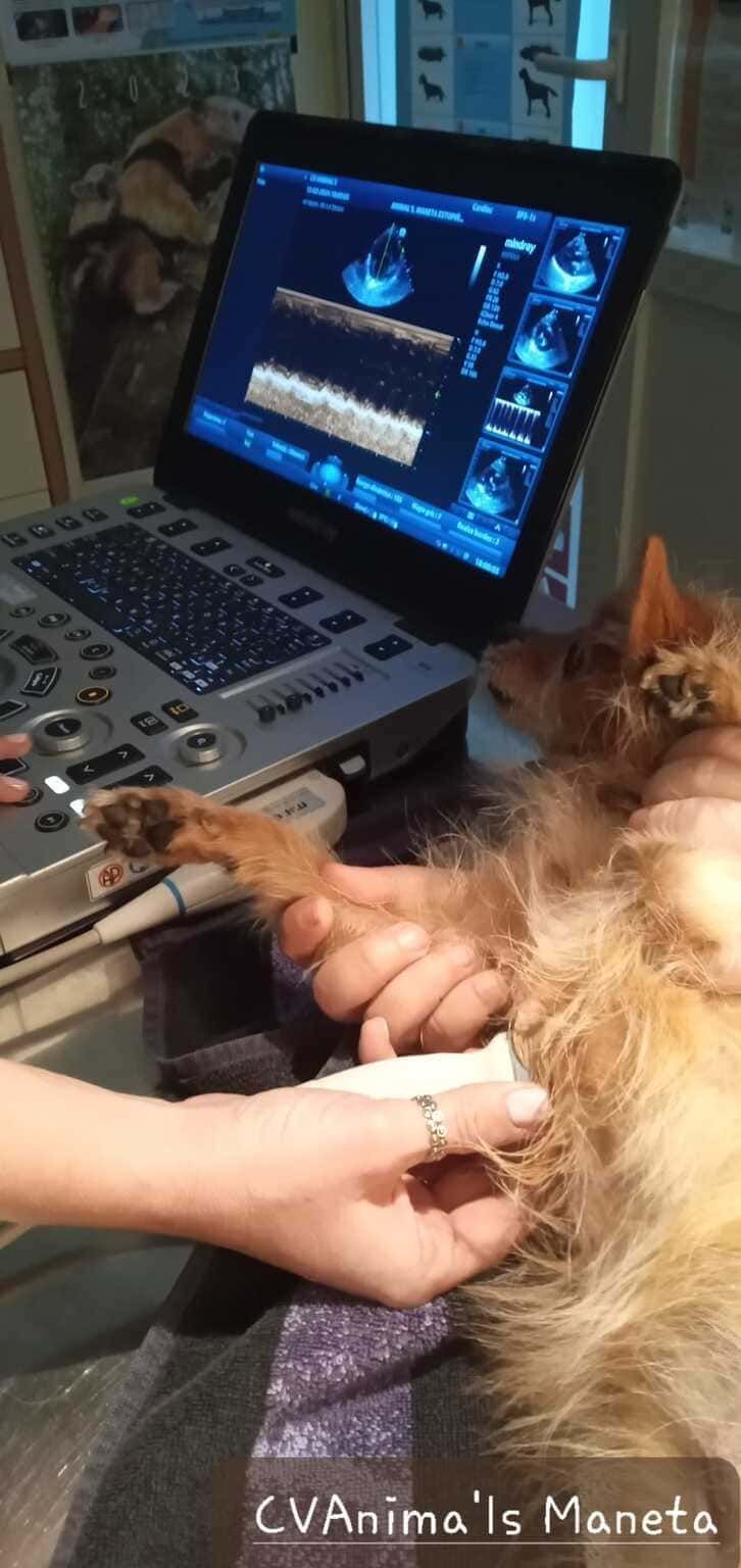 Un gato está siendo examinado por una persona delante de una computadora portátil.
