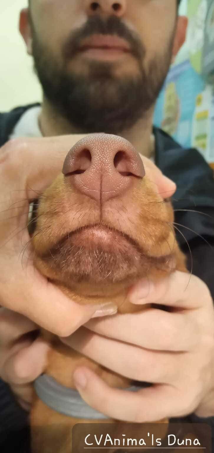 Un hombre con barba sostiene un perro marrón en sus manos.