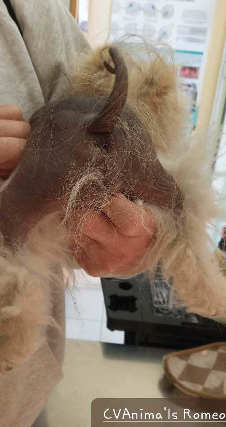 Una persona sostiene un gato en sus manos.