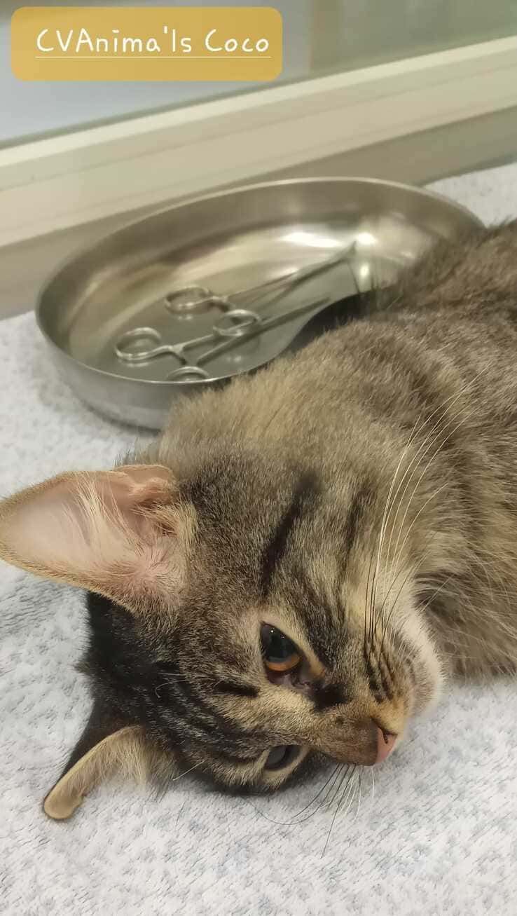 Un gato está acostado sobre una manta al lado de una bandeja de tijeras.