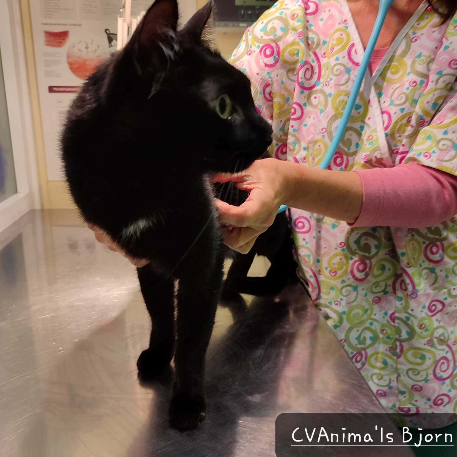 Un gato negro está siendo examinado por un veterinario.