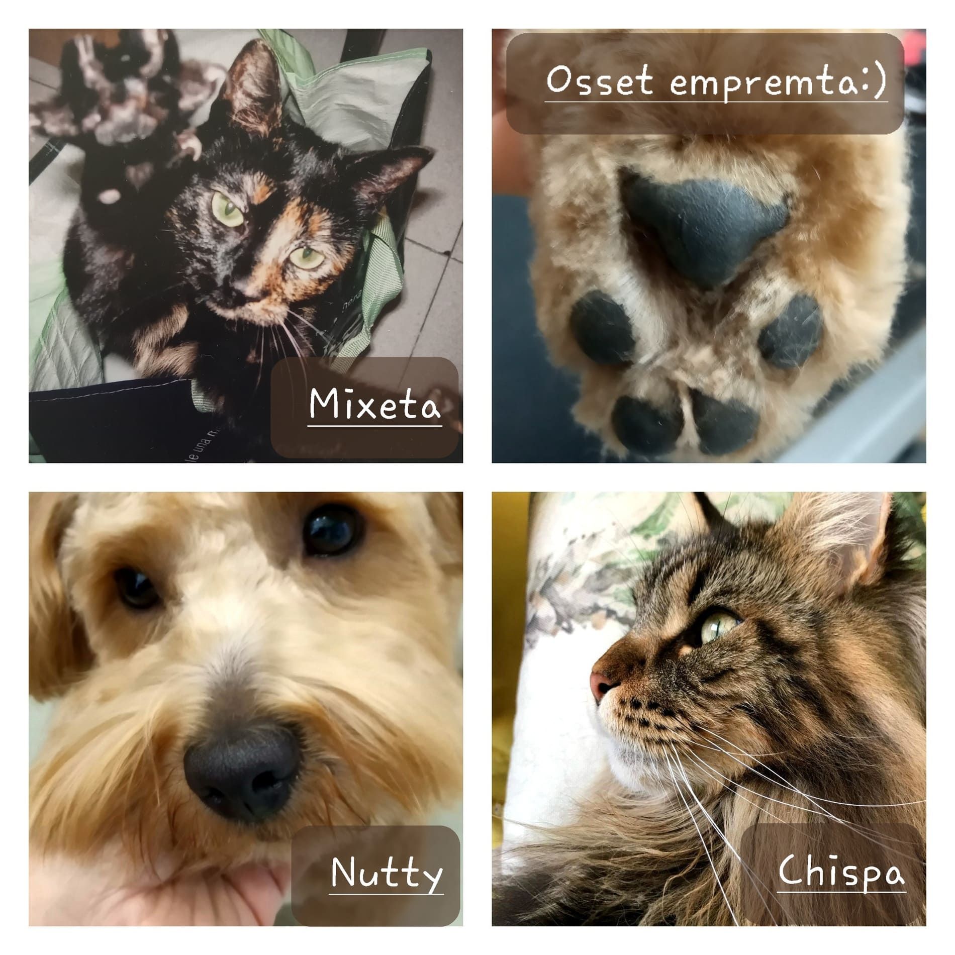 Un collage de cuatro fotografías de un perro y un gato.