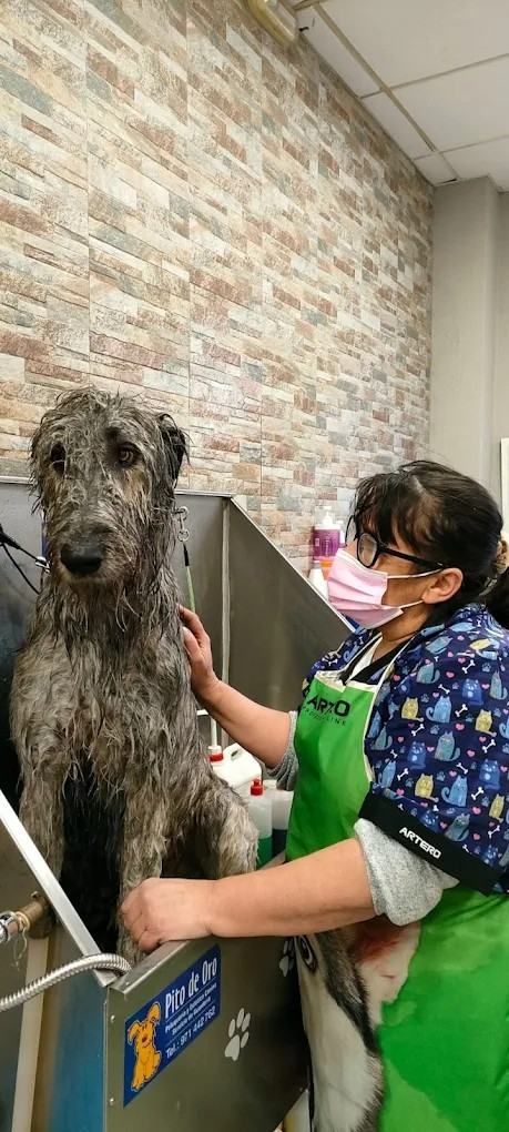 Un perro al que acicala un empleado con mascarilla y delantal verde en una peluquería canina.
