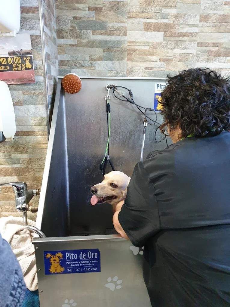 Perro en una bañera de peluquería canina con un peluquero, con correa y mirando hacia fuera con la lengua afuera.