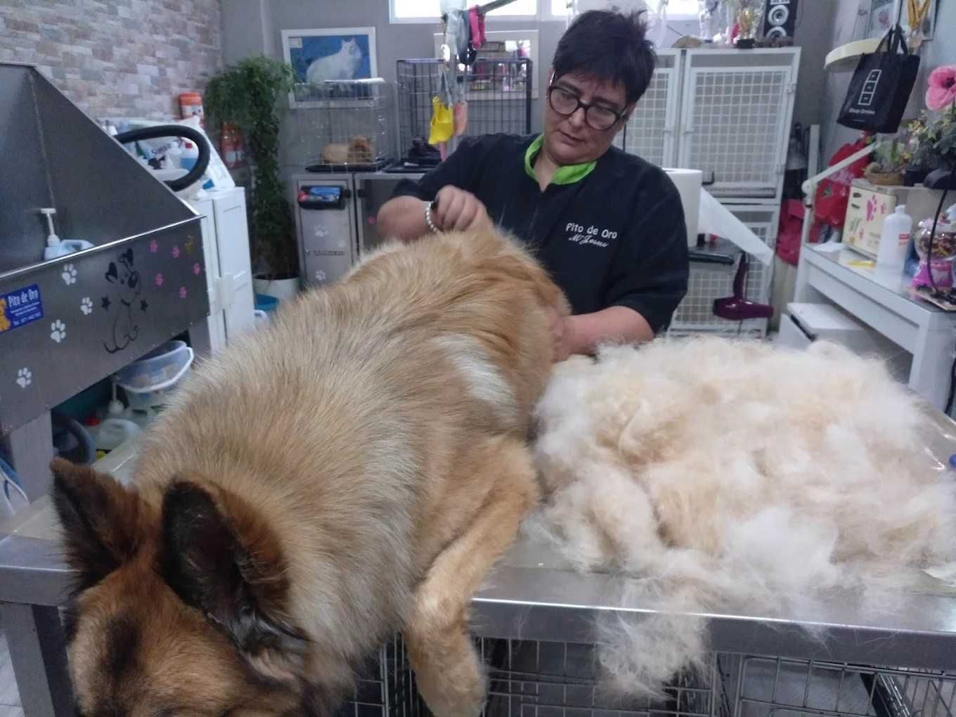 Dos perros peludos sobre una mesa de peluquería mientras una persona cepilla a uno en una peluquería canina