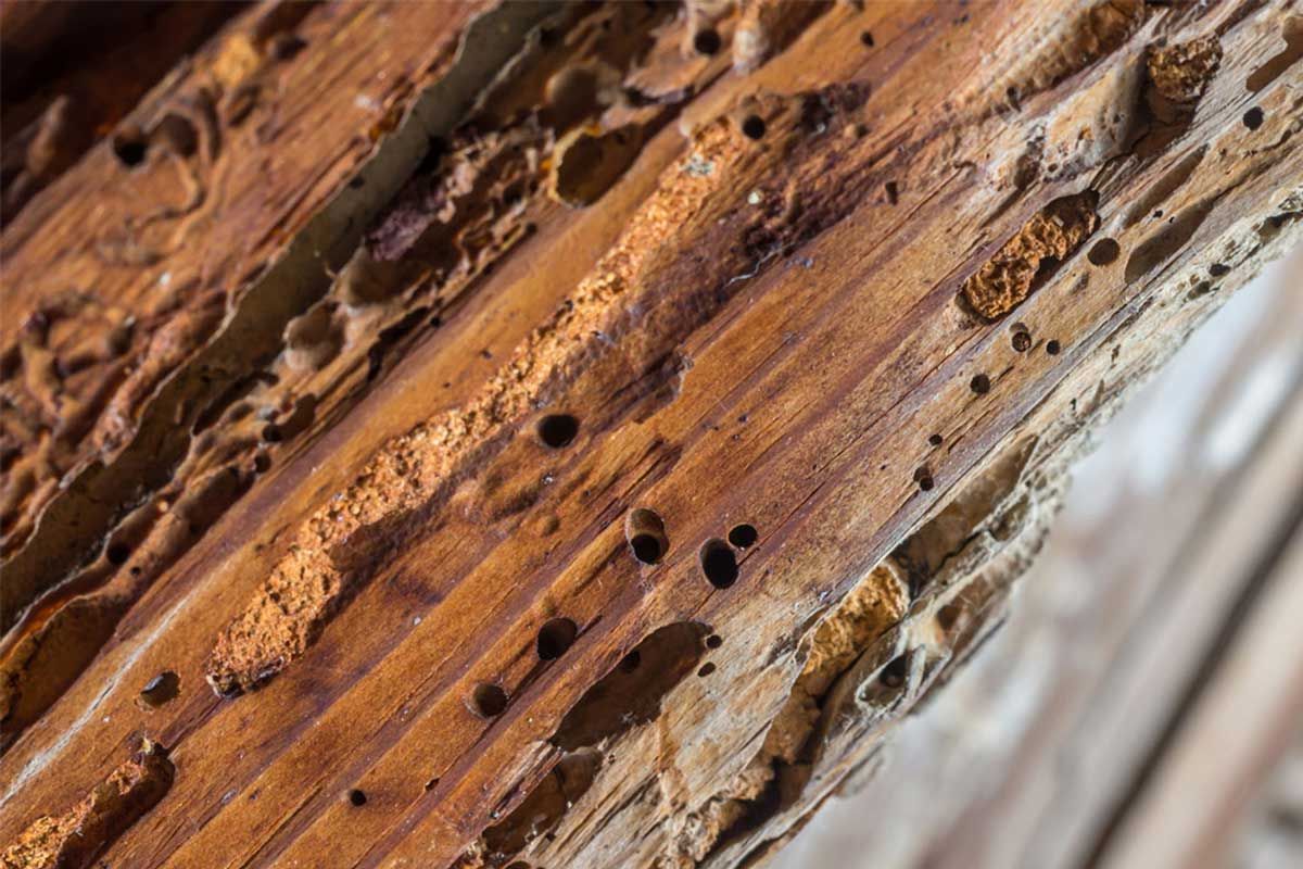 Bois rongé par les insectes xylophages