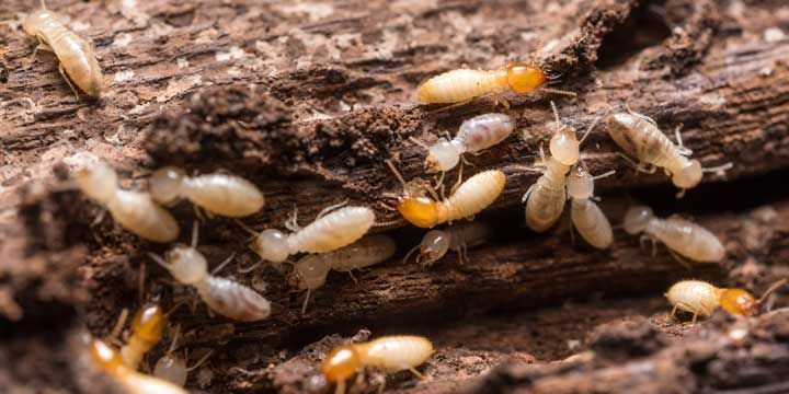 Colonie de termites sur dans une poutre
