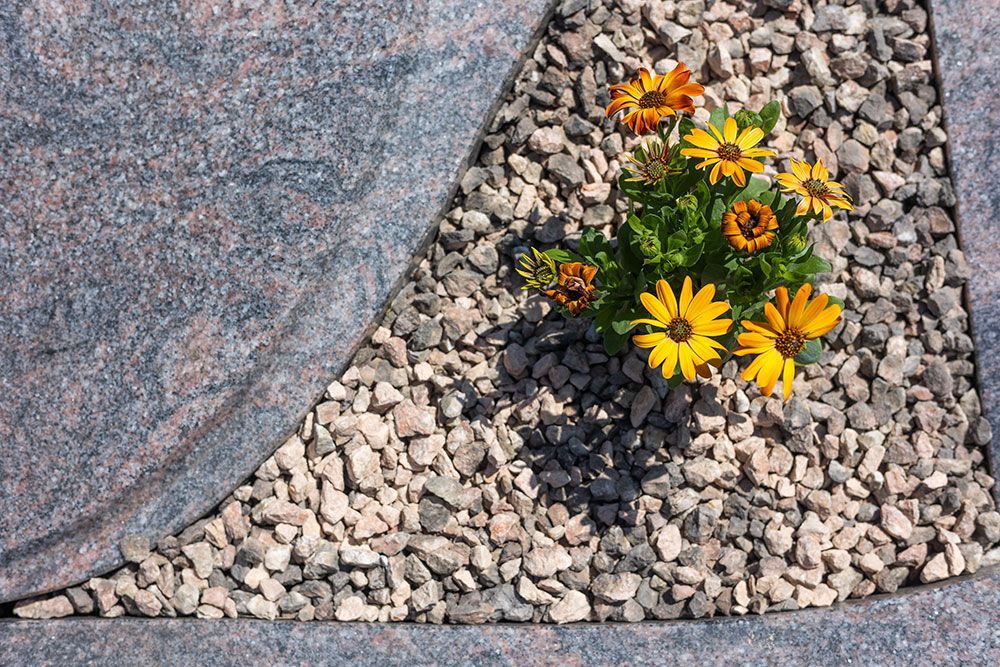 Aus einem Kieshaufen wächst ein Strauß gelber Blumen.