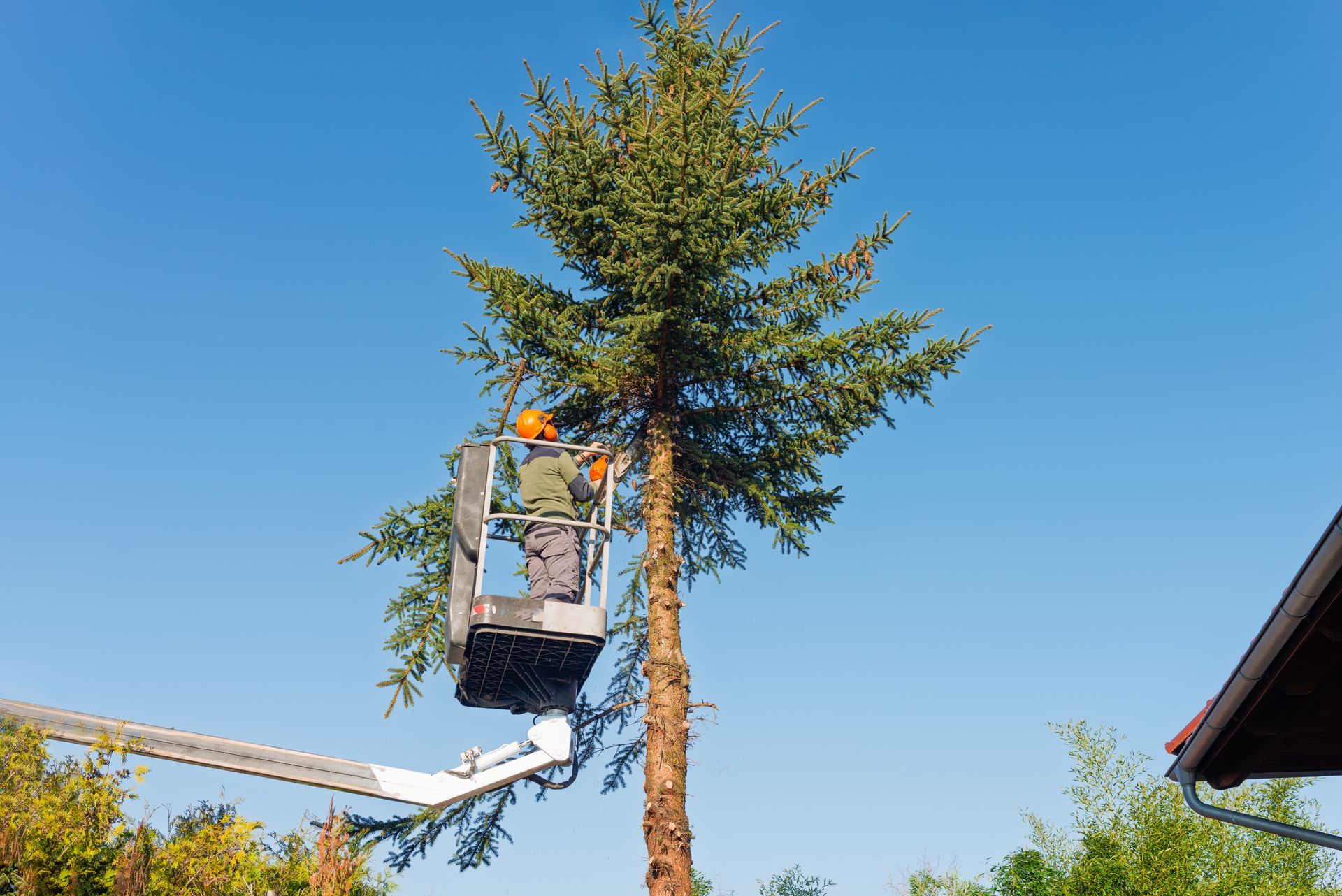 Des ouvriers dans un ascenseur taillent un grand arbre à feuilles persistantes contre un ciel bleu clair.