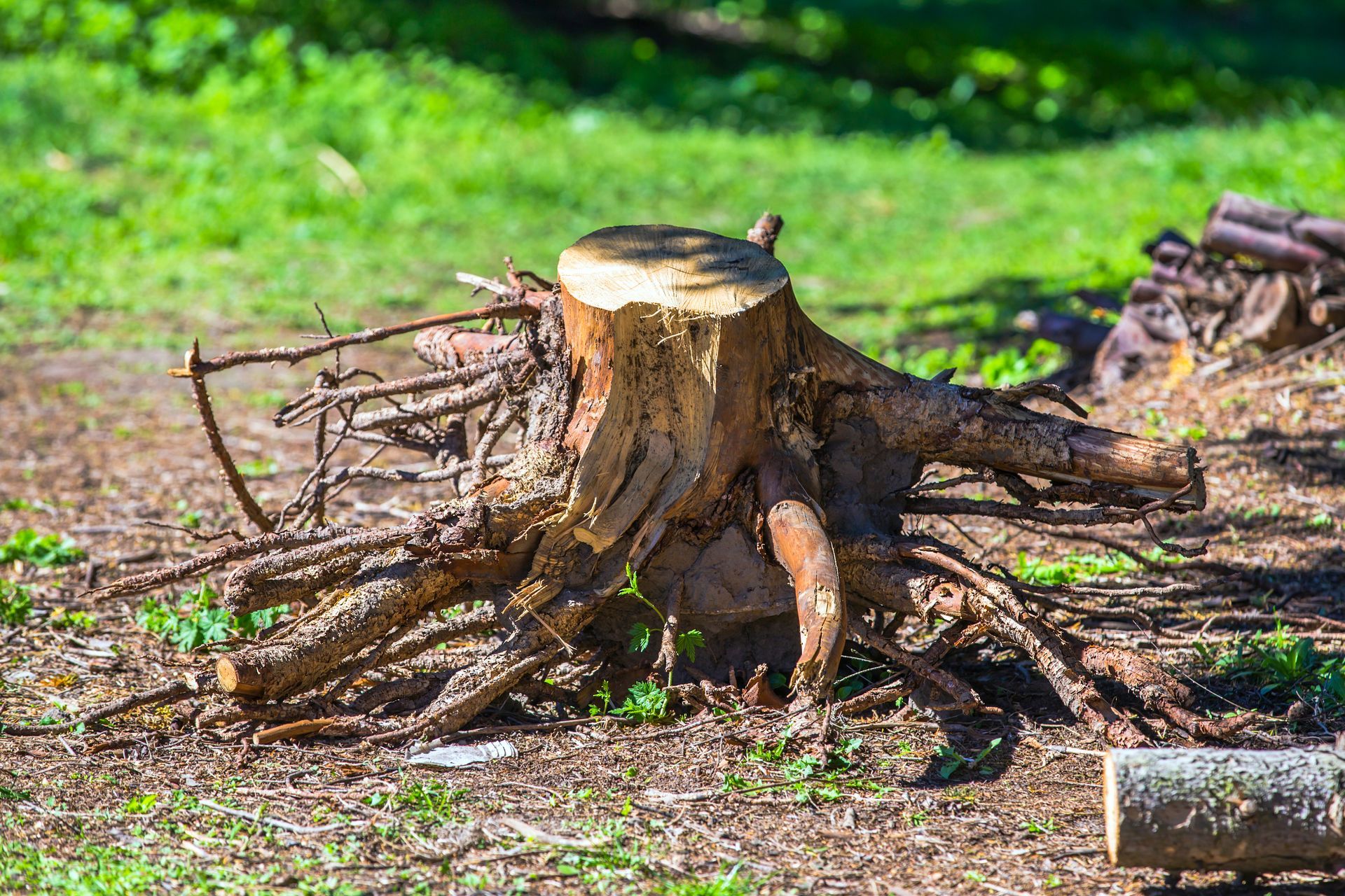 Souche d'arbre avec racines exposées dans une zone herbeuse, restes de branches coupées à proximité.