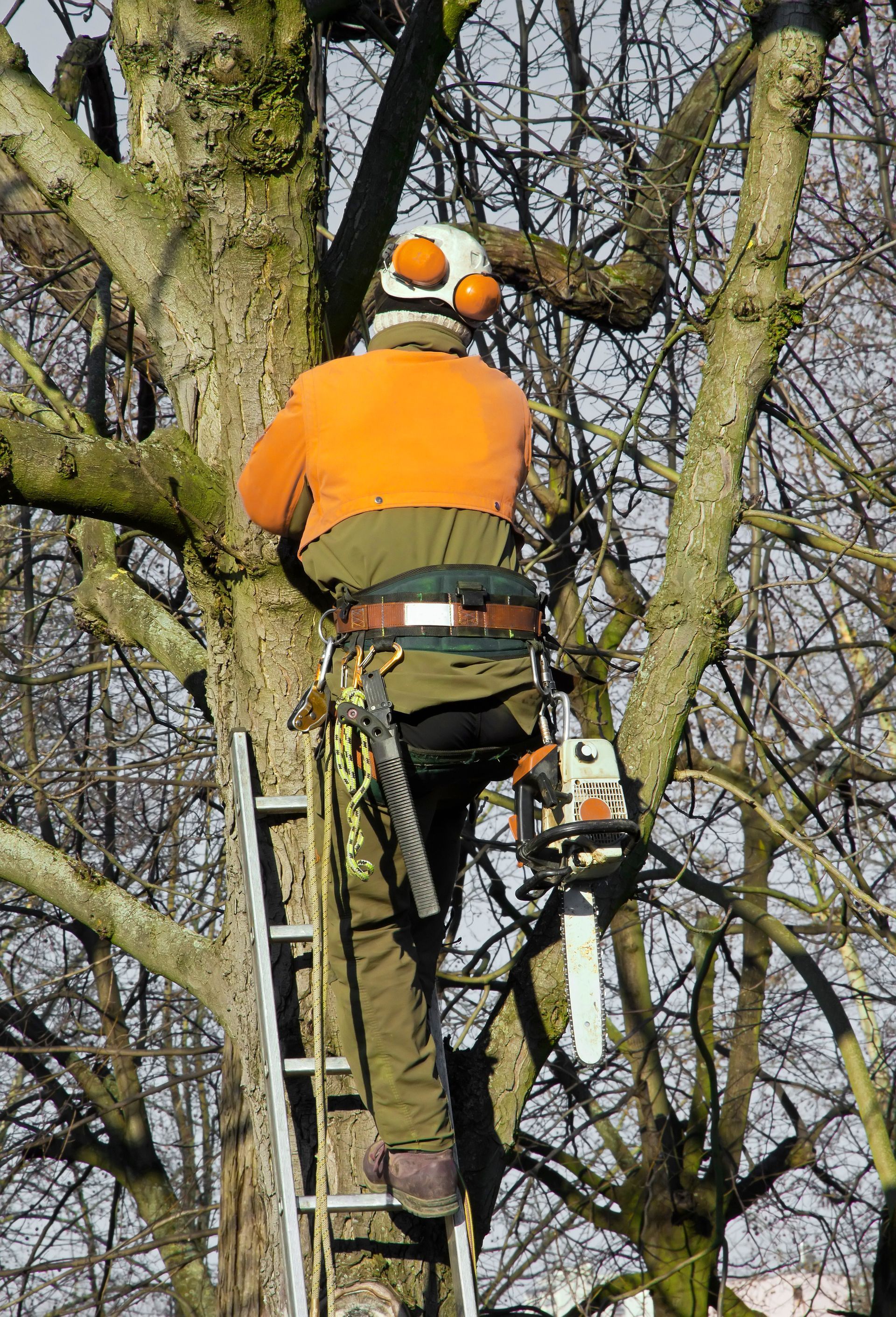 Un arboriste vêtu d'une chemise orange et d'un casque grimpe à un arbre avec une tronçonneuse, à l'aide d'une échelle et d'un équipement de sécurité.
