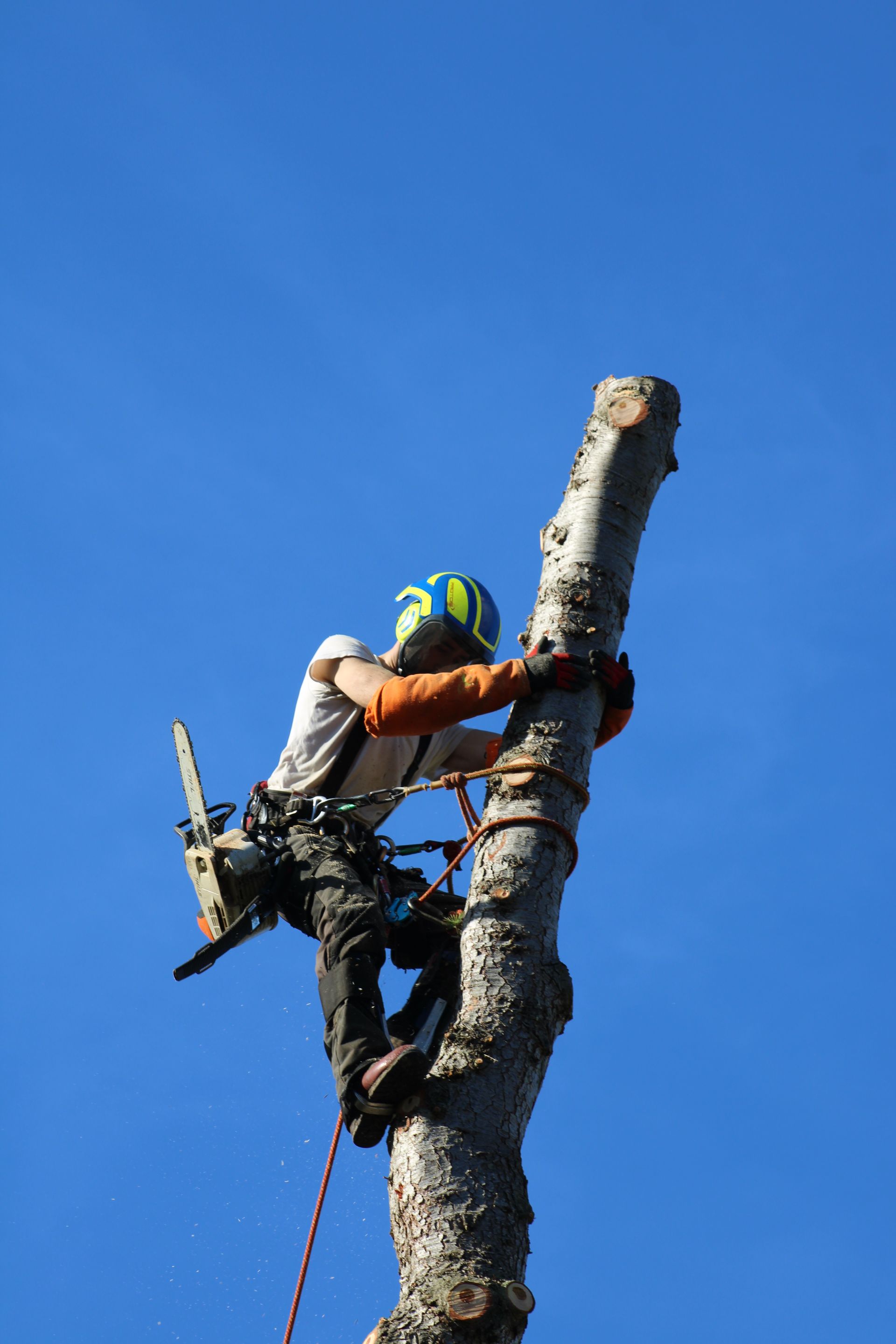 Un arboriste coupe un tronc d'arbre avec une tronçonneuse contre un ciel bleu clair.