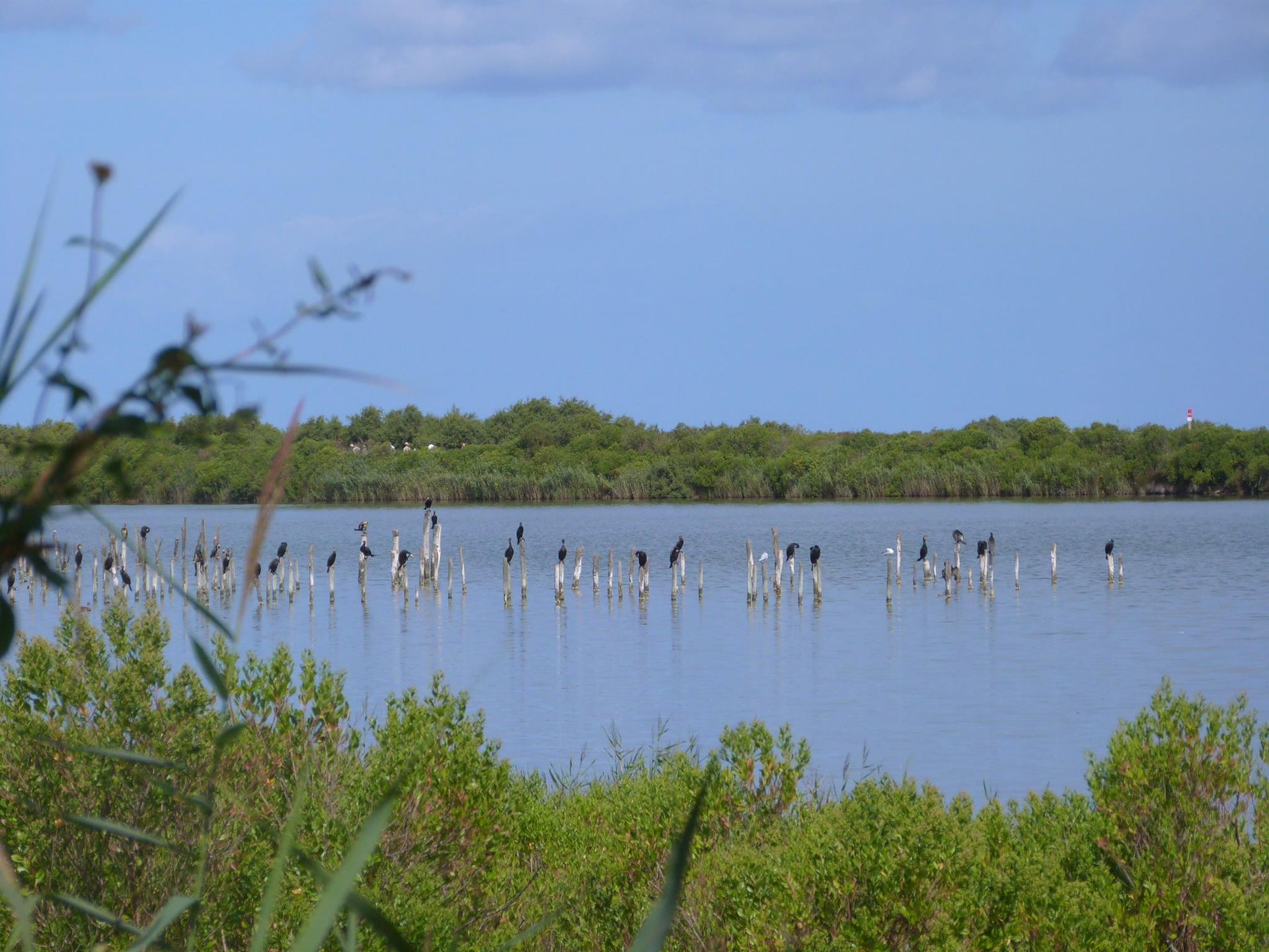 Paysage Arcachonnais.