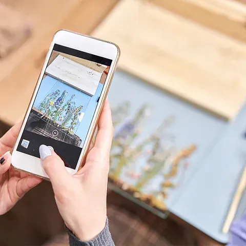 Una persona sostiene un teléfono celular en su mano y toma una fotografía de flores.
