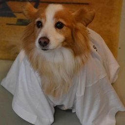 Malergeschäft P. Käser AG