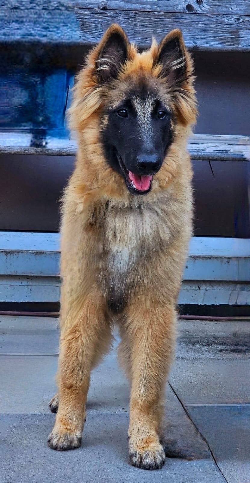 Malergeschäft P. Käser AG