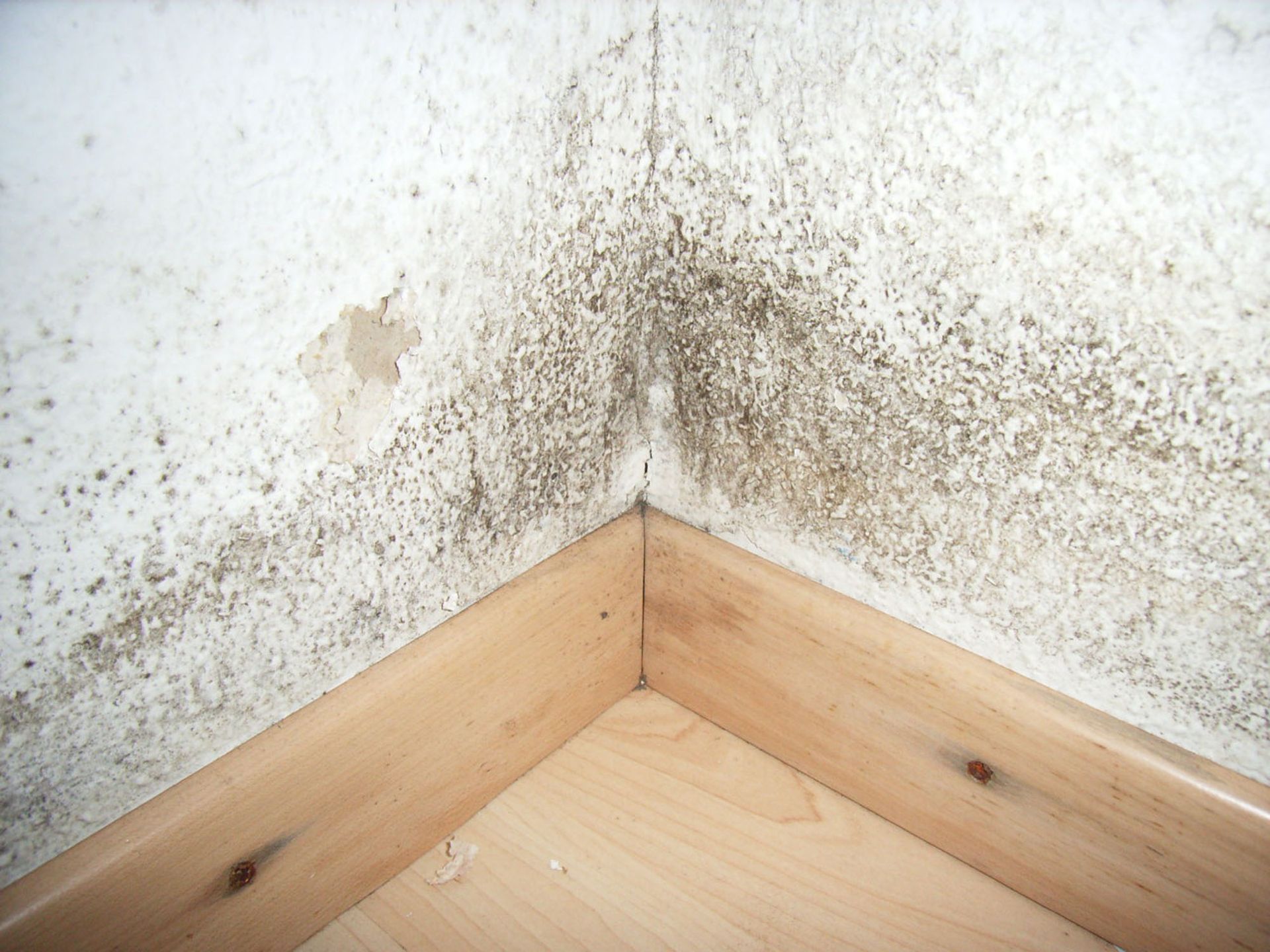 Schimmel – Malergeschäft P. Käser AG – St. Gallen