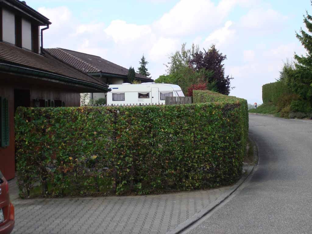 Formhecken schneiden - MM Gartenpflege GmbH Wiliberg