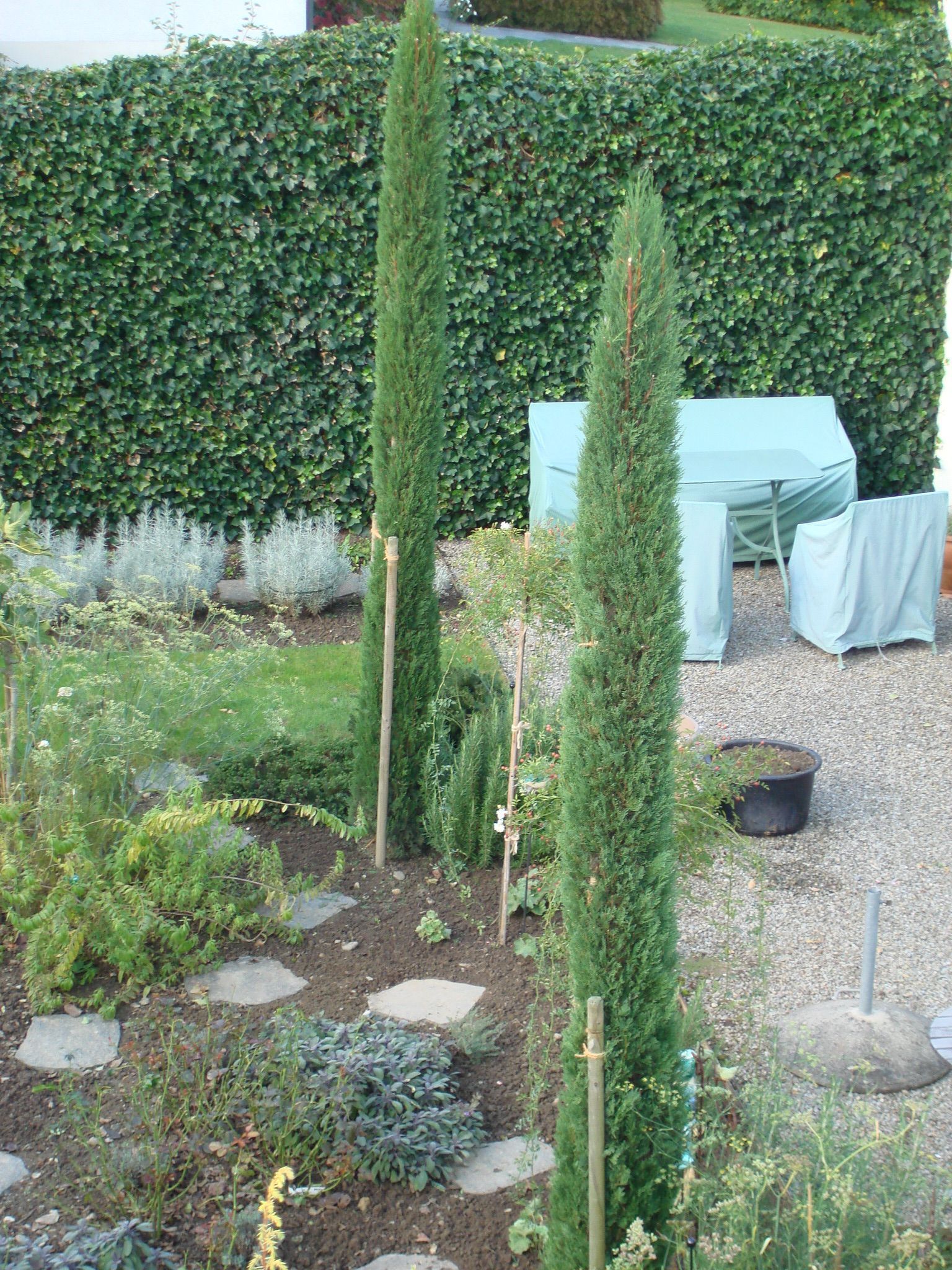 Zypressen - MM Gartenpflege GmbH Wiliberg