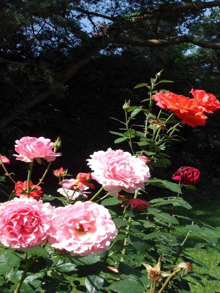 Rosenpflege - MM Gartenpflege GmbH Wiliberg