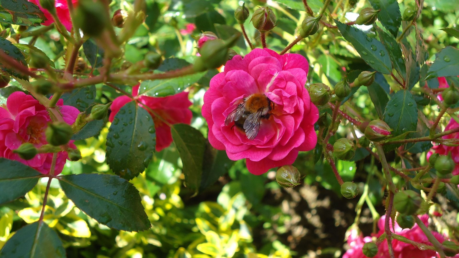 Rosenpflege - MM Gartenpflege GmbH Wiliberg