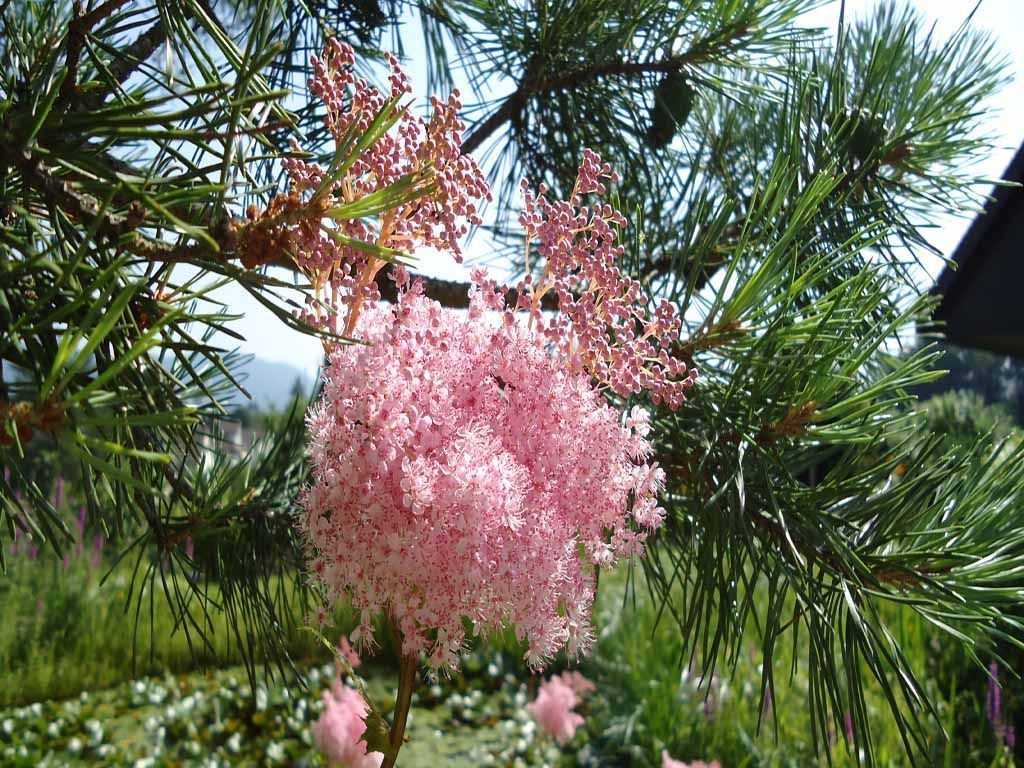 Spirea - MM Gartenpflege GmbH Wiliberg