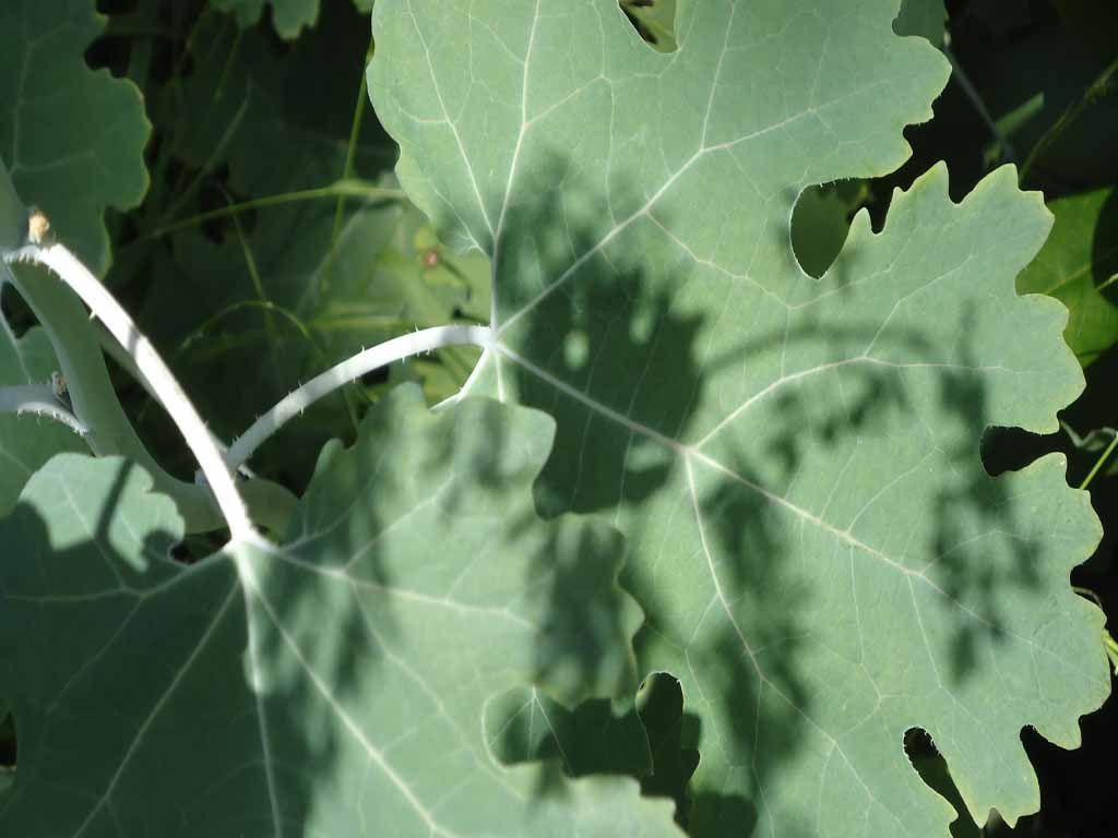 Stauden, Lichtspiele - MM Gartenpflege GmbH Wiliberg