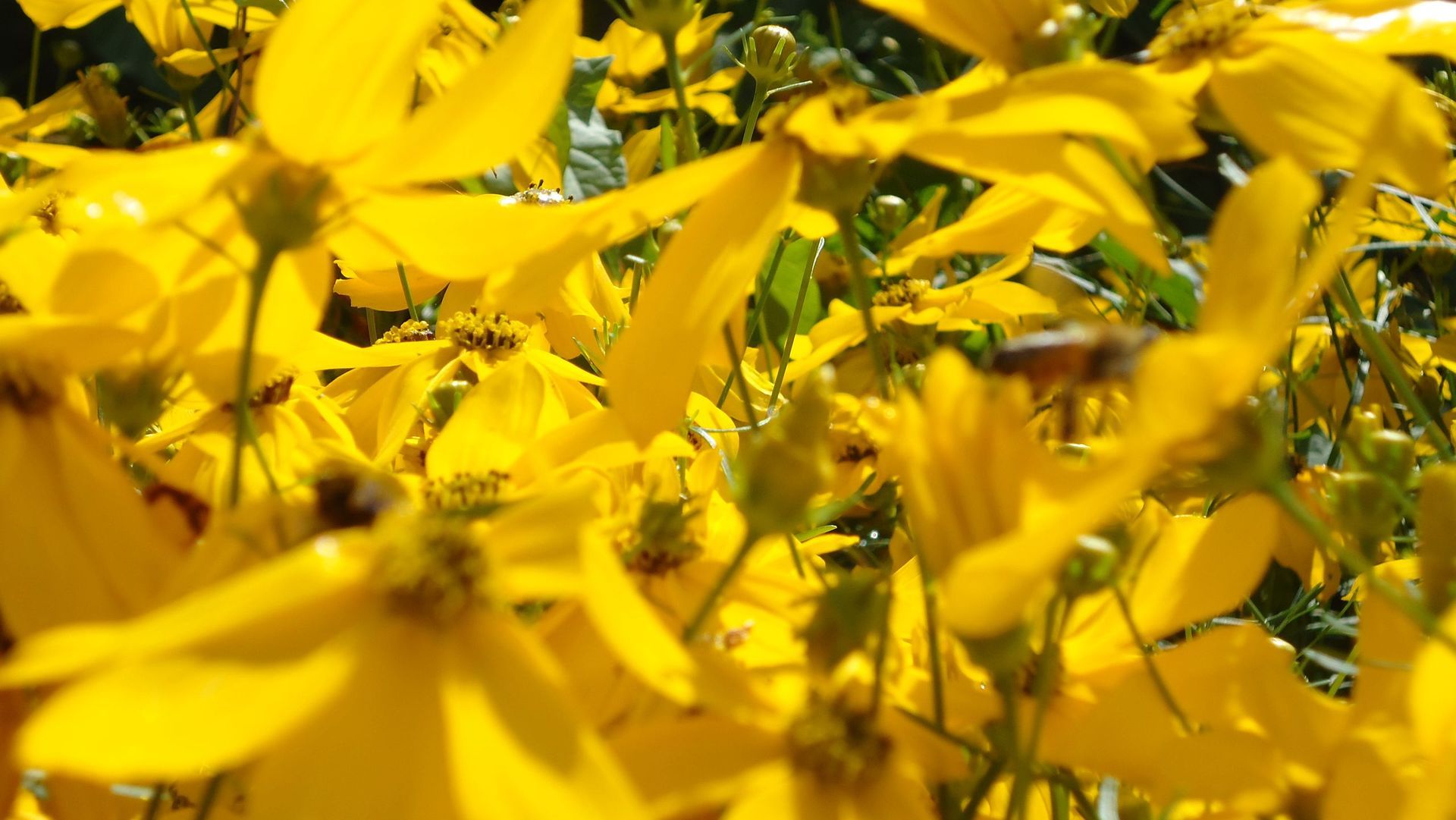 MM Gartenpflege GmbH Wiliberg
