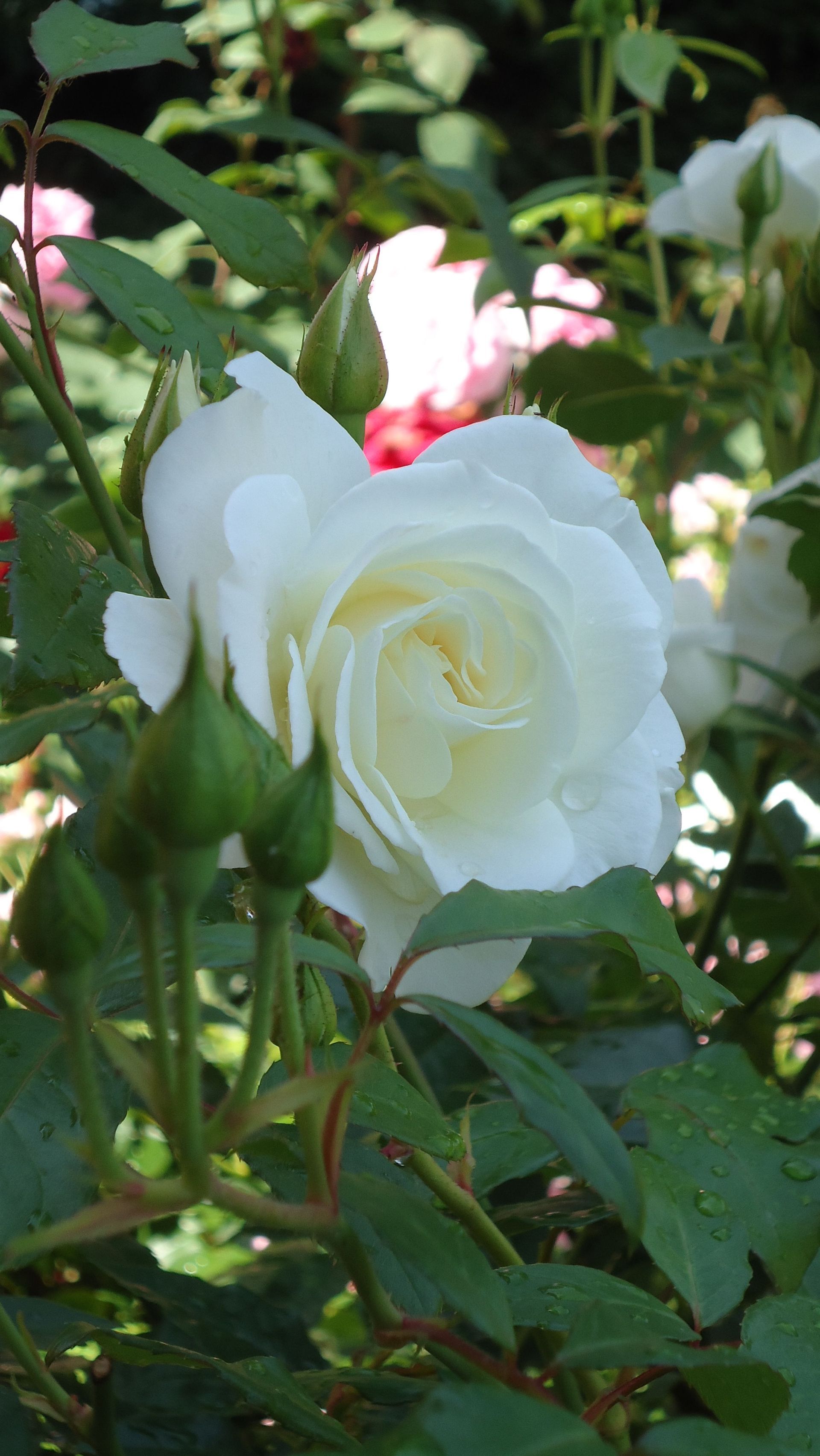 Rosenpflege - MM Gartenpflege GmbH Wiliberg