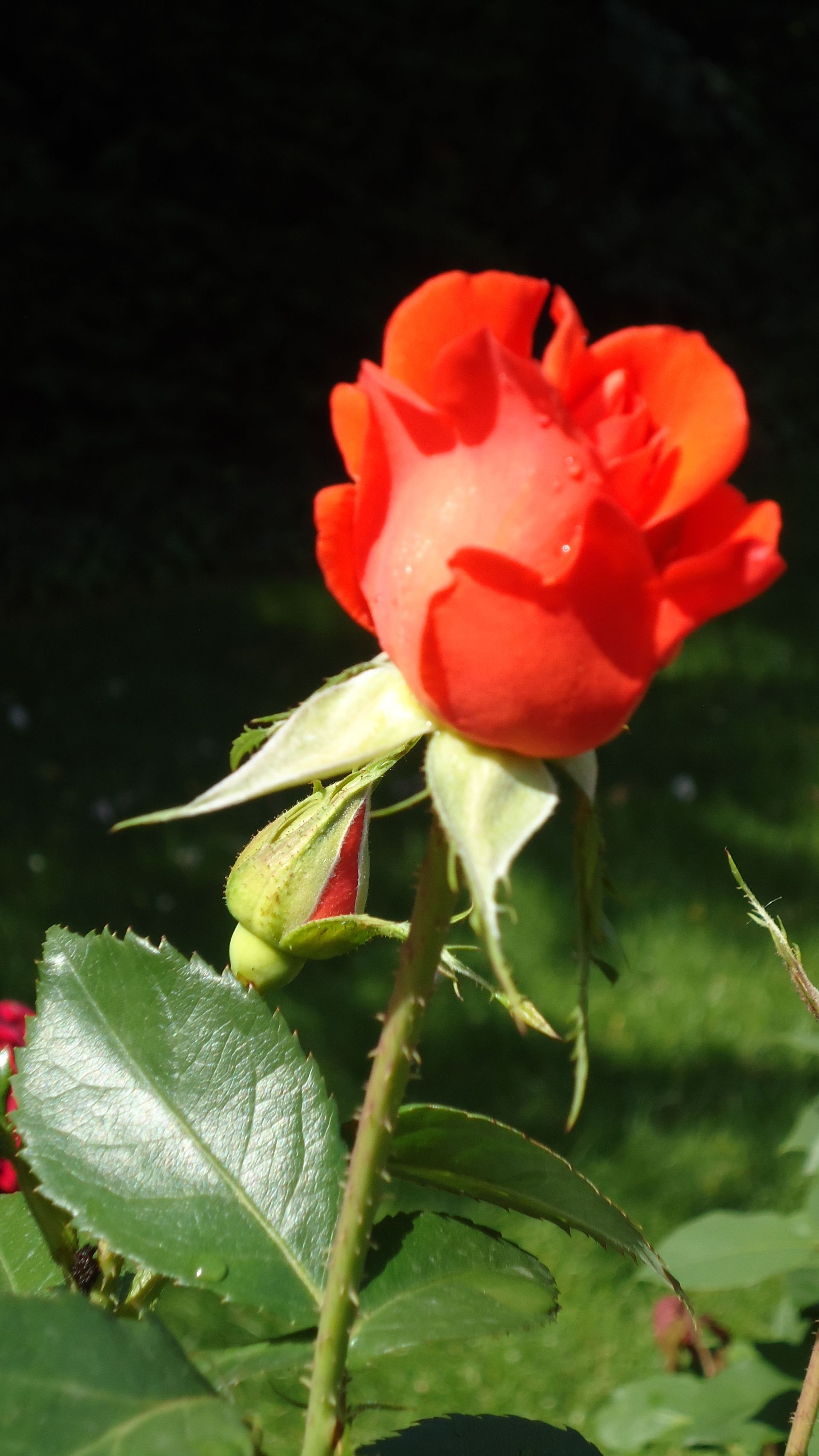 Rosenpflege - MM Gartenpflege GmbH Wiliberg