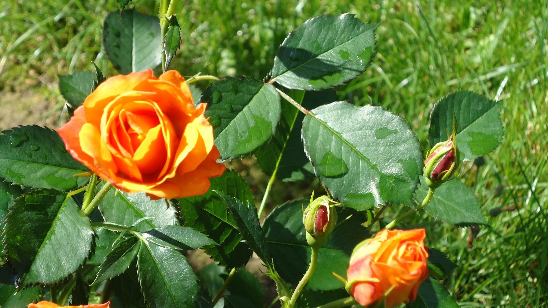 Rosenpflege - MM Gartenpflege GmbH Wiliberg