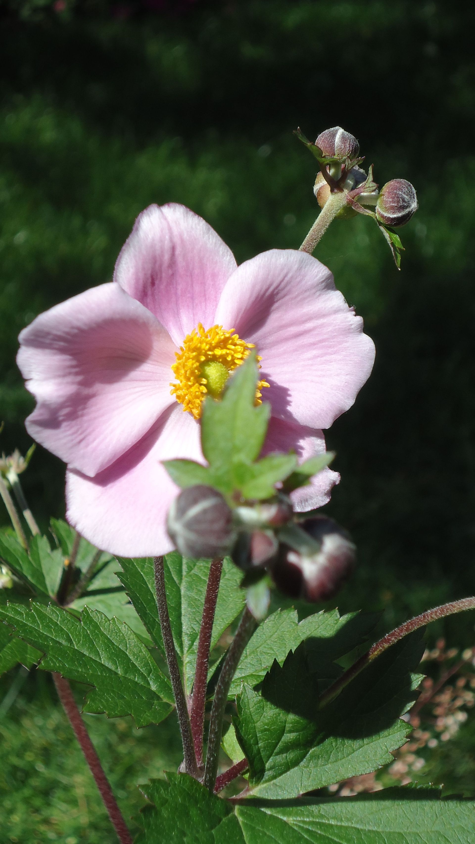 MM Gartenpflege GmbH Wiliberg