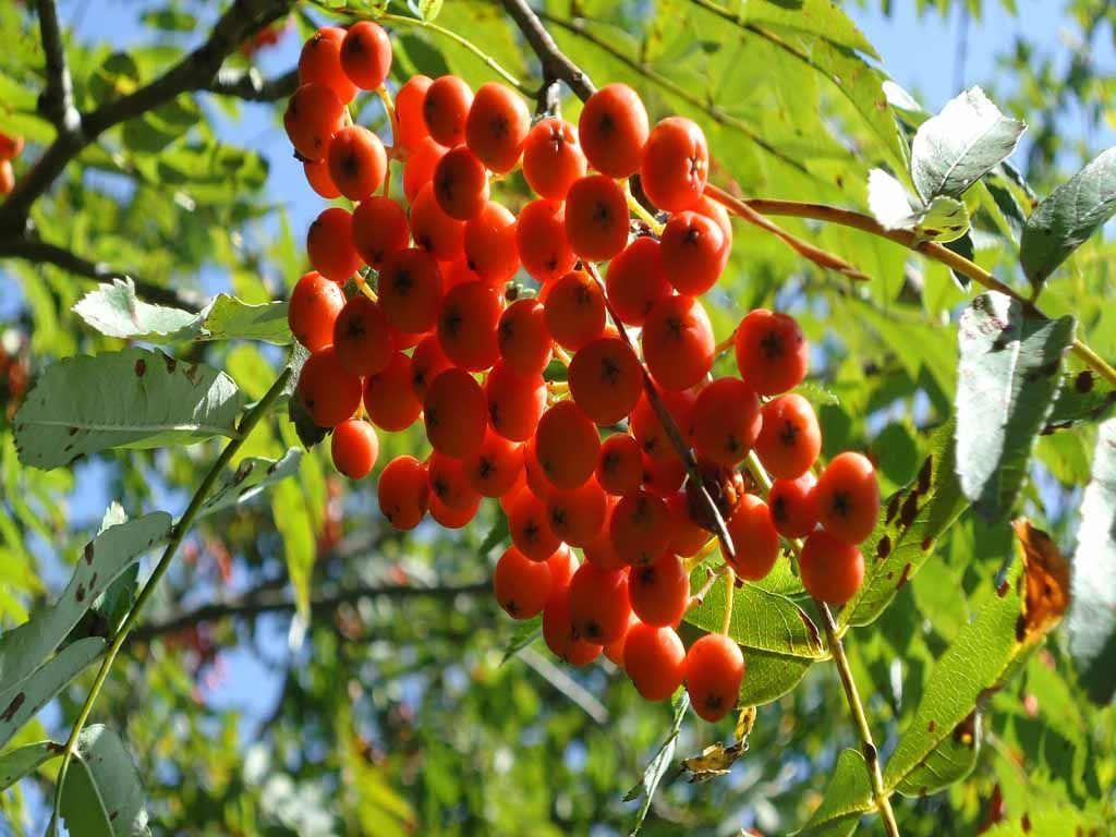 Vogelbeere - MM Gartenpflege GmbH Wiliberg