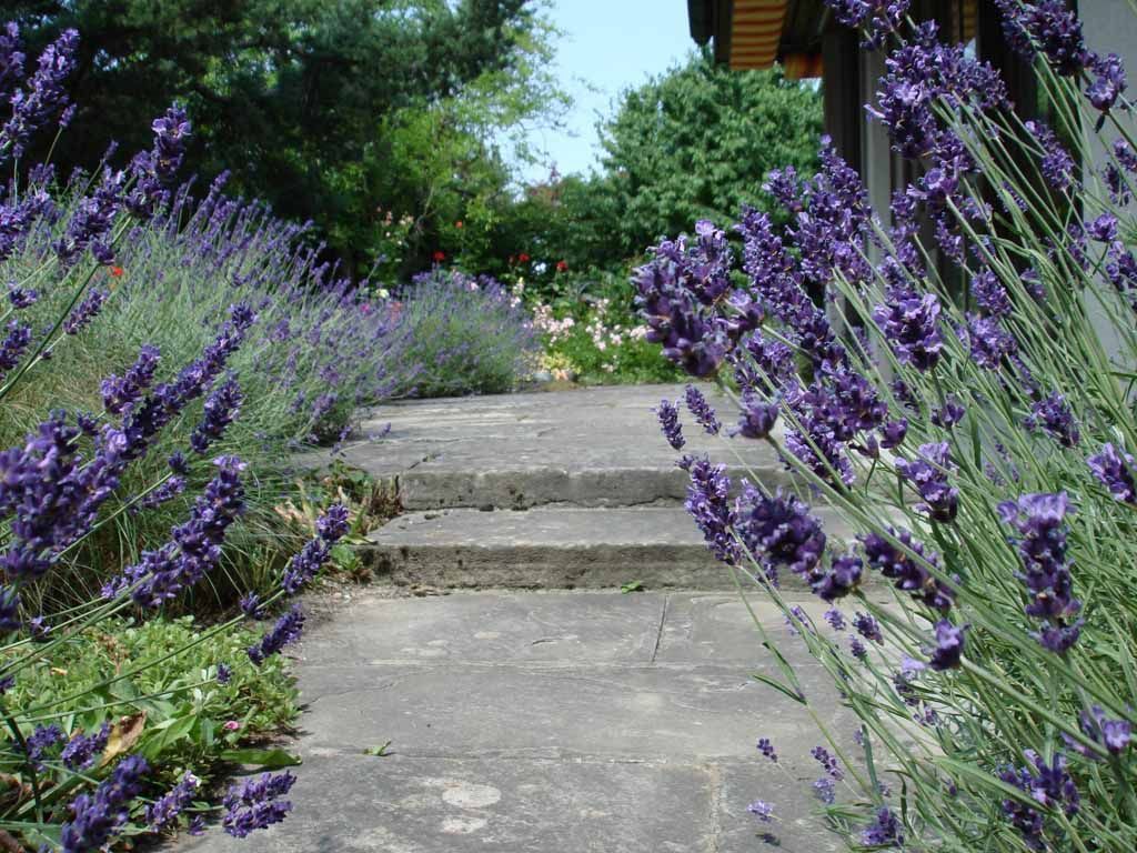 Lavendel - MM Gartenpflege GmbH Wiliberg