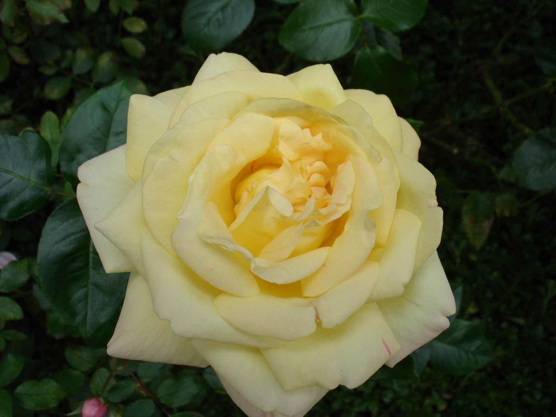 Rosenpflege - MM Gartenpflege GmbH Wiliberg