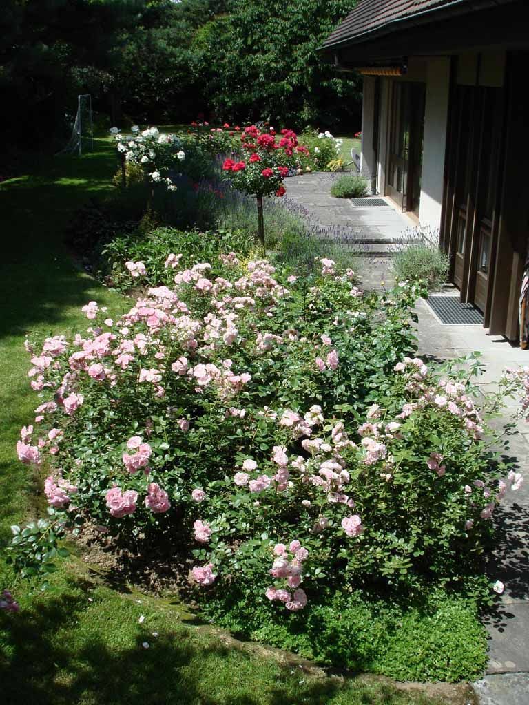 Bonica Rosen - MM Gartenpflege GmbH Wiliberg