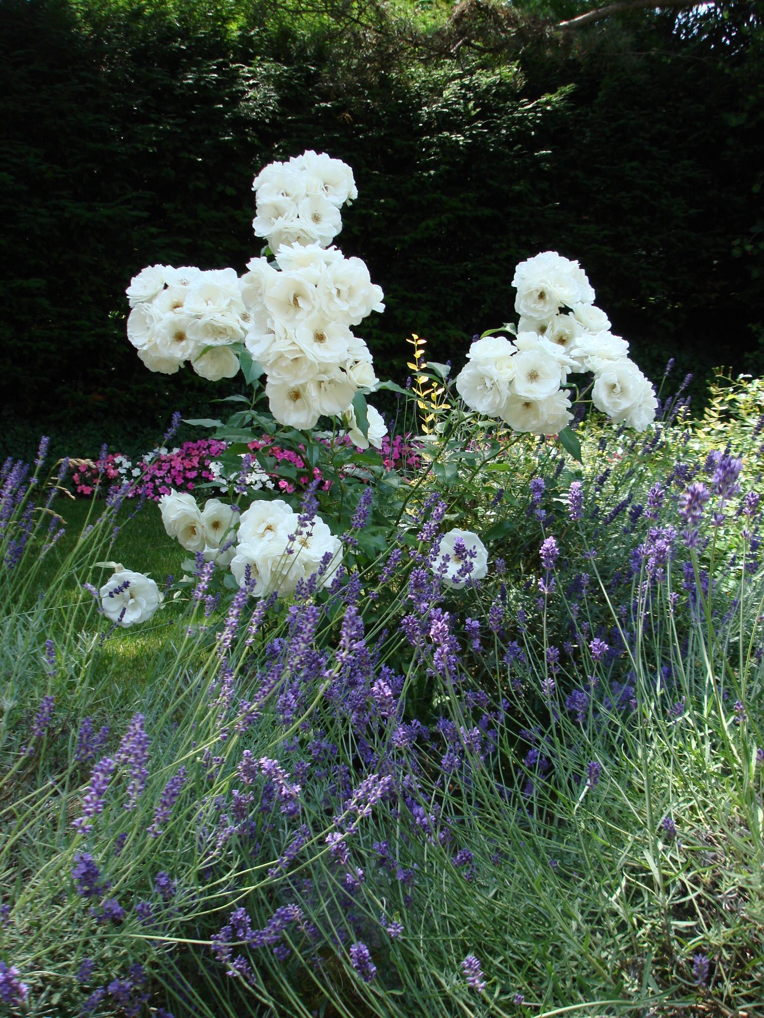 Kundengarten - MM Gartenpflege GmbH Wiliberg
