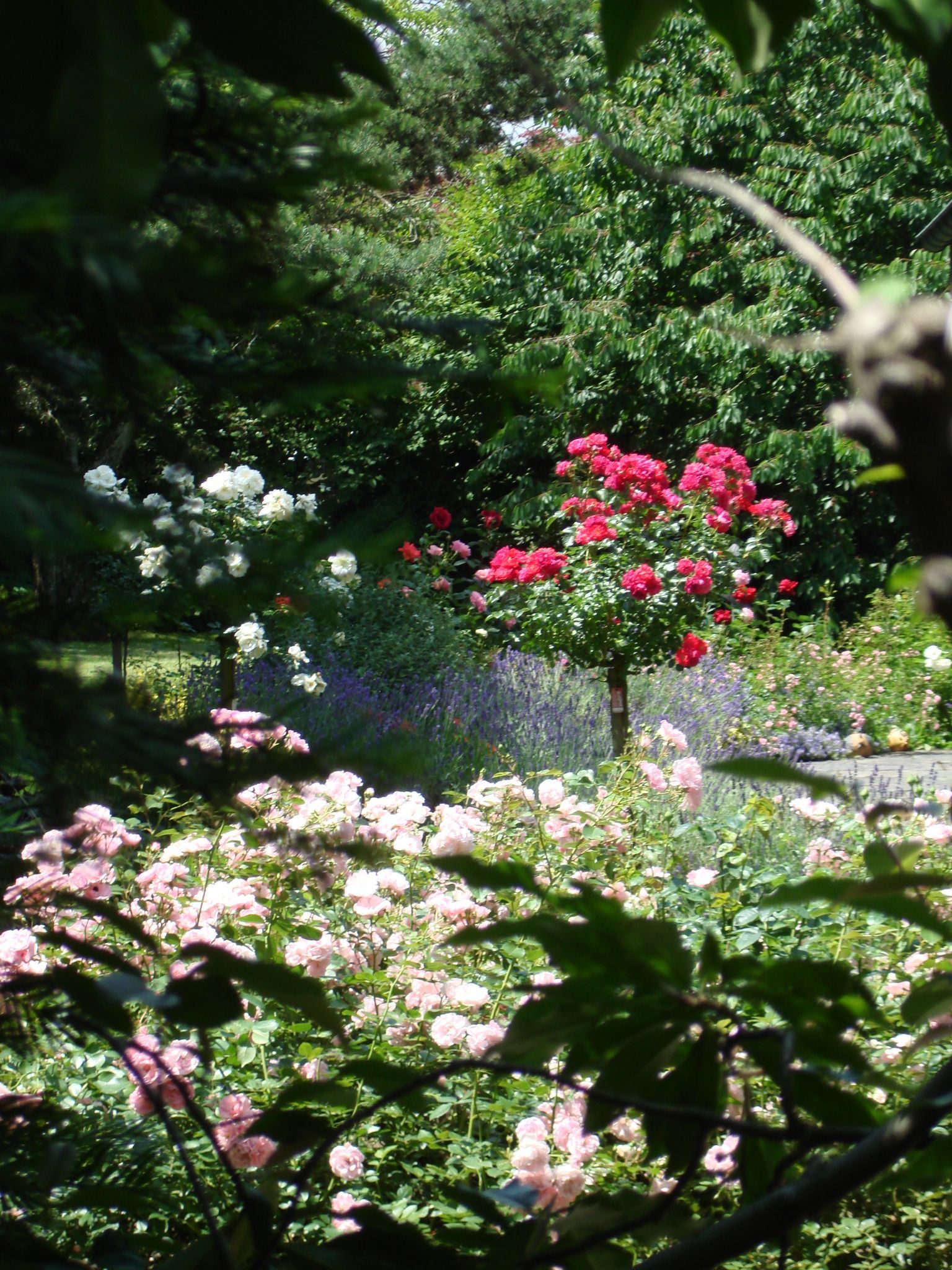 Kundengarten - MM Gartenpflege GmbH Wiliberg