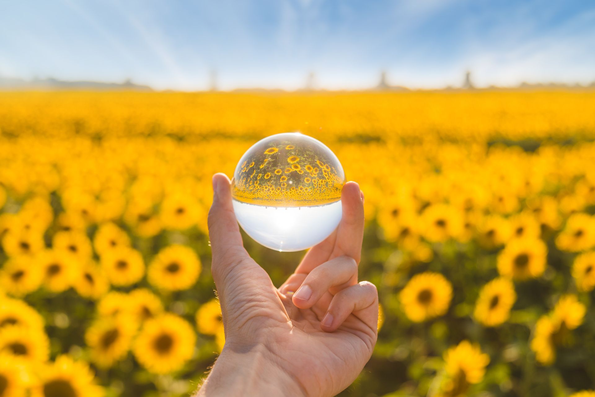 Boule de cristal et champ de tournesol