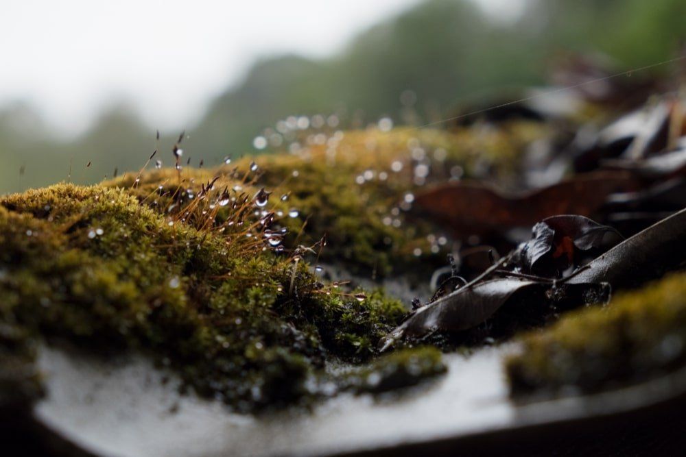 Mousses, Lichens... démoussage de toiture