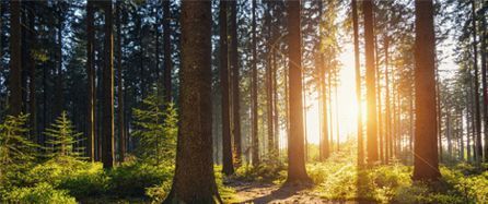 La luz del sol se filtra a través de los árboles de un bosque.