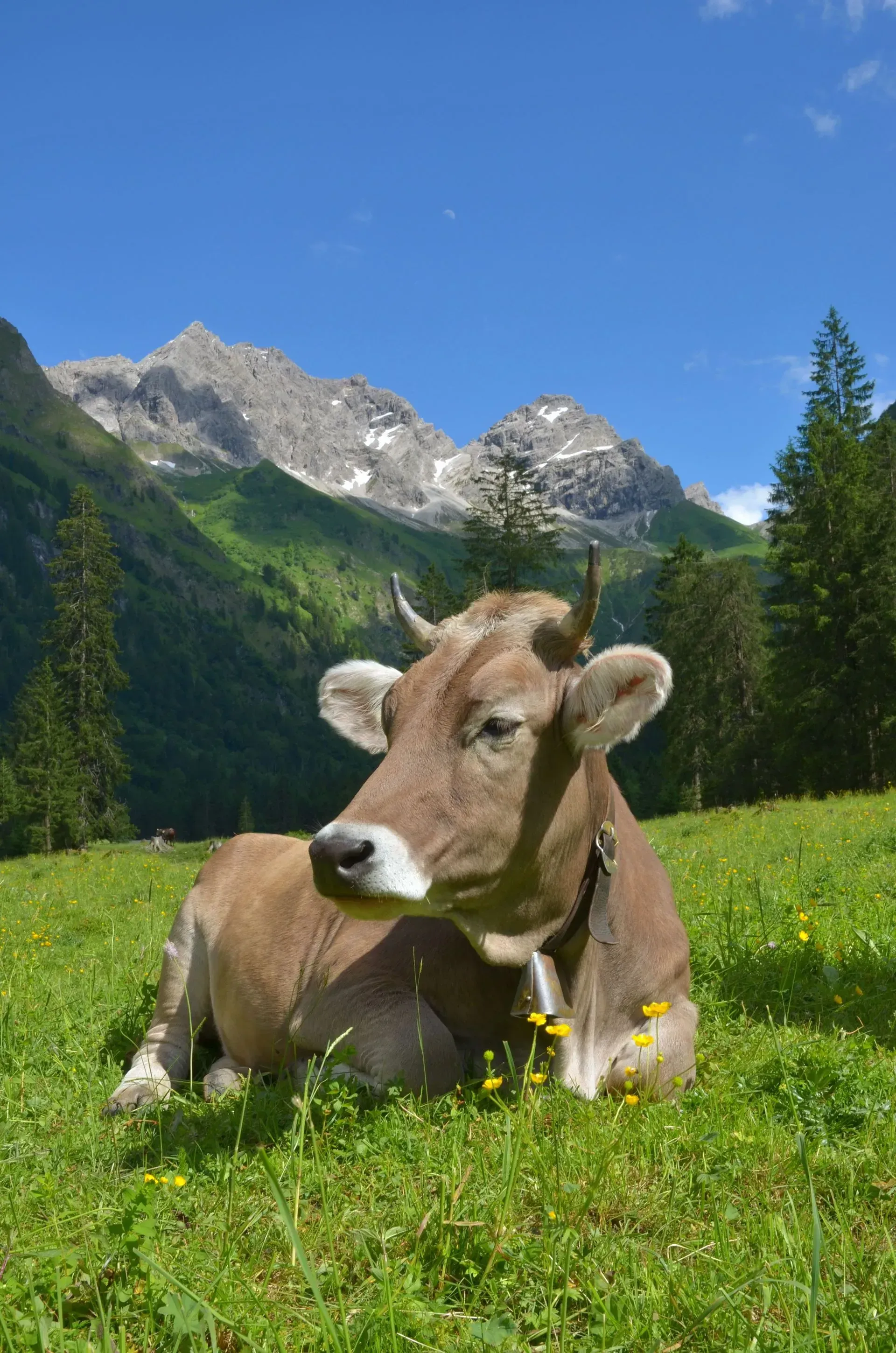 Vache se reposant dans une prairie verdoyante, avec des montagnes et un ciel bleu en arrière-plan.
