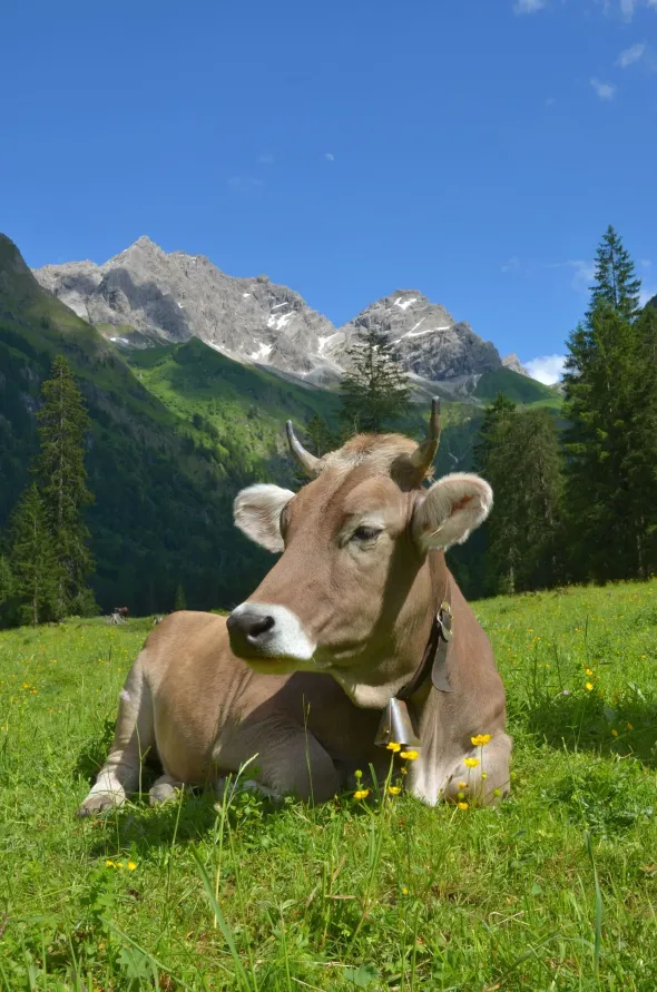 Vache se reposant dans une prairie verdoyante, avec des montagnes et un ciel bleu en arrière-plan.