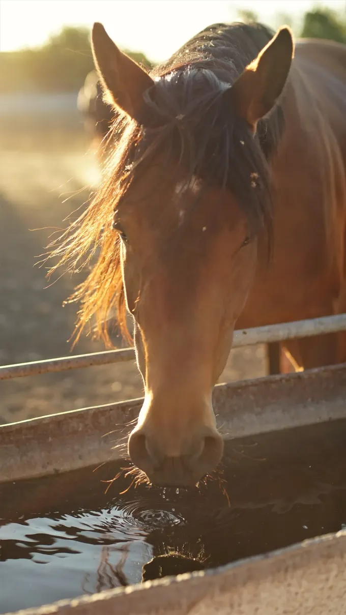 Caballo marrón bebiendo agua de un abrevadero, iluminado por el sol.